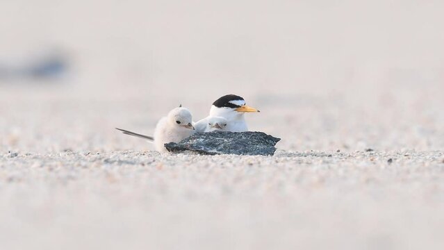 Least tern with baby on the beach