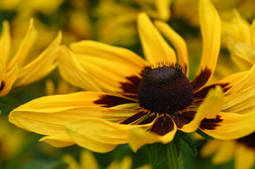 Beautiful flowers in bloom at the Butchart Gardens, Victoria, Vancouver Island, British Columbia, Canada