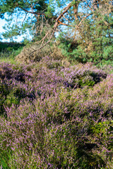Nature background, green lung of North Brabant, pink blossom of heather plants in de Malpie natural protected forest in August near Eindhoven, the Netherlands