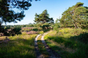 Fototapeta na wymiar Forest walking path in sunlights. Sunny morning in Nature protected park area De Malpie near Eindhoven, North Brabant, Netherlands. Nature landscapes in Europe.