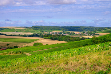 Fototapeta na wymiar Hills with vineyards in Urville, champagne vineyards in Cote des Bar, Aube, south of Champange, France