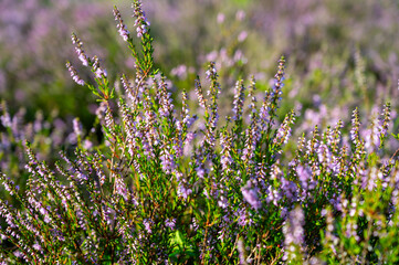 Obraz premium Nature background, green lung of North Brabant, pink blossom of heather plants in de Malpie natural protected forest in August near Eindhoven, the Netherlands
