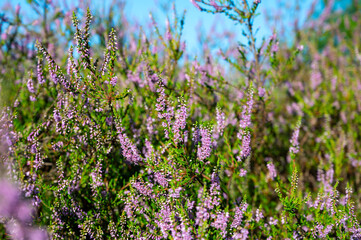 Nature background, green lung of North Brabant, pink blossom of heather plants in de Malpie natural protected forest in August near Eindhoven, the Netherlands