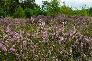 Obraz na płótnie Canvas Nature background, green lung of North Brabant, pink blossom of heather plants in Kempen forest in September, the Netherlands