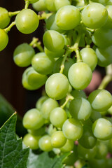 Riesling white wine grapes plant growing on hilly vineyard in Germany unripe grapes close up