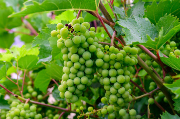 Upripe green grapes on champagne vineyards in Cote des Bar, south of Champange, France