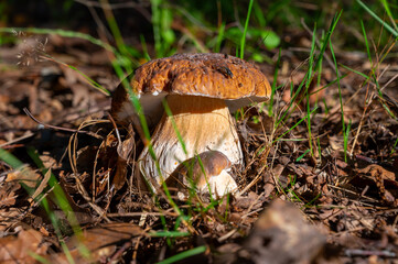 King of tasty edible mushrooms, boletus edulis porcini cepe growing in forest