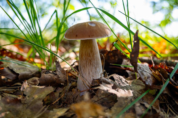 Fototapeta premium King of tasty edible mushrooms, boletus edulis porcini cepe growing in forest