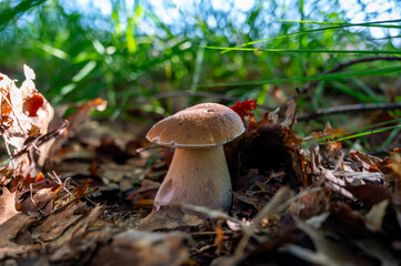 King of tasty edible mushrooms, boletus edulis porcini cepe growing in forest