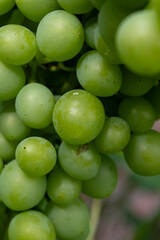 Riesling white wine grapes plant growing on hilly vineyard in Germany unripe grapes close up