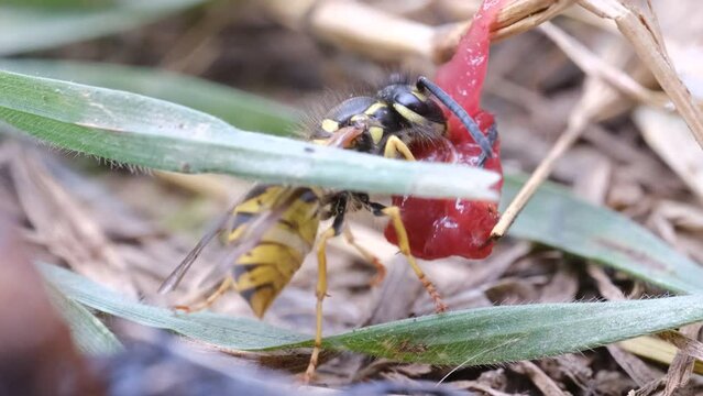 4k v&iacute;deo macro peque&ntilde;a avispa comiendo carne en la naturaleza