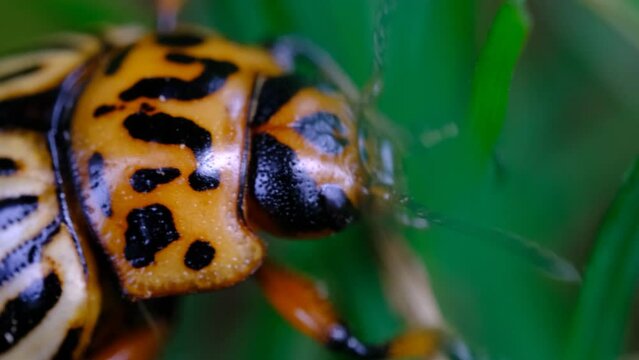 4k v&iacute;deo ultra macro escarabajo de la patata o dor&iacute;fora (Leptinotarsa decemlineata) comiendo en la naturaleza.