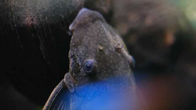 4K V&iacute;deo de pez limpiafondos en un acuario