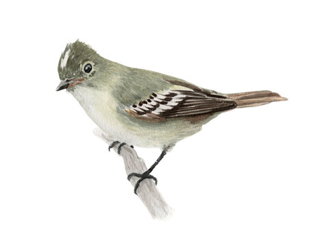 Ilustración en acuarela de Fio fio (Elaenia albiceps) Aves de Chile.