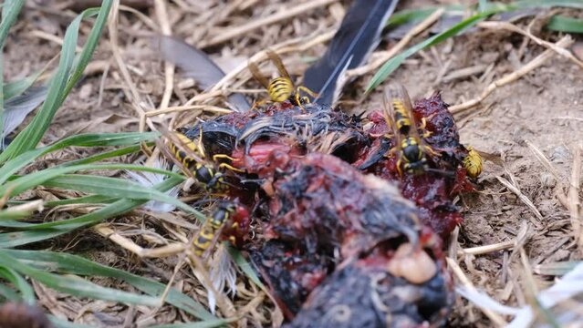 4k v&iacute;deo Enjambre de avispas comiendo carne de un animal muerto en el jard&iacute;n.