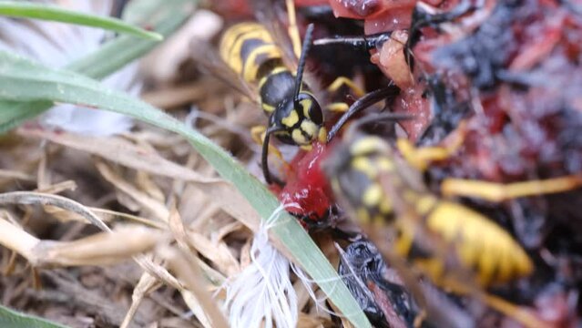 4k v&iacute;deo avispa cortando  carne de un animal muerto con las pinzas.