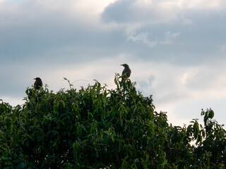 A Dark Gray Birds (Great Thrush) are Perching on a Tree in San Cristobal, Antioquia, Colombia