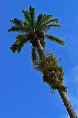 Bromeliads on palm tree trunk in Petropolis, Rio de Janeiro, Brazil