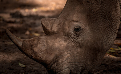 Obraz premium A beautiful glimpse of wildlife.