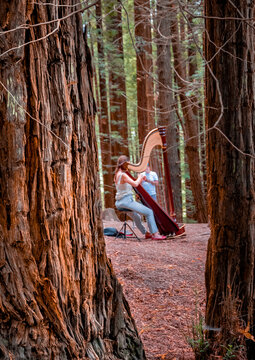 M&uacute;sico tocando el arpa en el Monumento Natural de Secuoyas de Monte Cabez&oacute;n