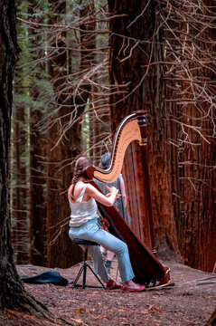 M&uacute;sico tocando el arpa en el Monumento Natural de Secuoyas de Monte Cabez&oacute;n