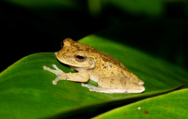 Maravillas Naturales de Costa Rica: Explora la Diversidad de su Fauna y Flora