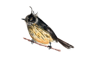 Ilustración en acuarela de Cachudito (Anairetes parulus) Aves de Chile.