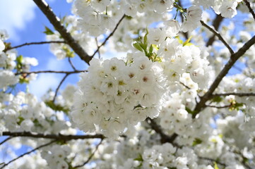 Beautiful flowers in bloom at the Butchart Gardens, Victoria, Vancouver Island, British Columbia, Canada
