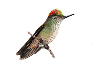 Ilustración en acuarela de Picaflor Chico (Sephanoides sephaniodes) Aves de Chile. © Cristian Valderas