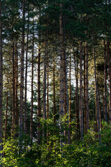 Bäume in einem Wald 