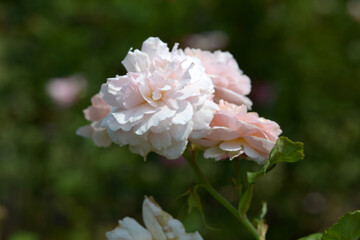 プリンセス・シャルレーヌ・ドゥ・モナコ　バラの花