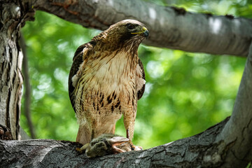 Red-tailed Hawk
