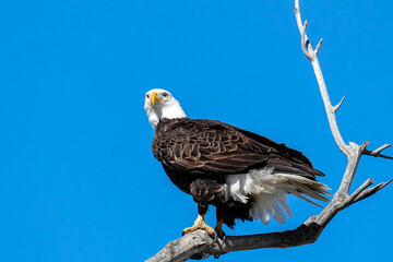 American Bald Eagle