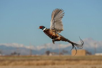 Ring-necked Pheasant Rooster in Flight