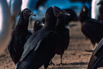 Obraz premium Serenity in Flight: Ubatuba's Avian Symphony