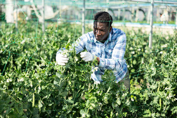 African american man tying leguminous plants to netting in greenhouse