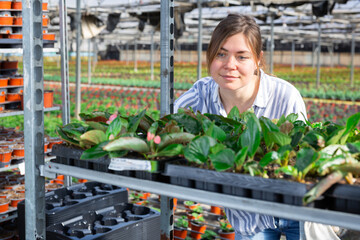 Hardworking european woman farmer working in a greenhouse inspects flower seedlings in cassettes on...