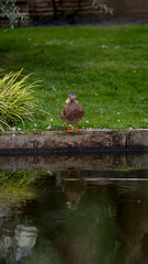 Duck with reflection