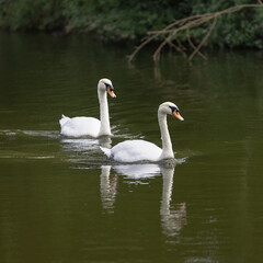 swans on the canal