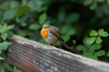 robin on a fence
