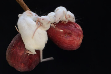 A mother white rat eating a pink Malay apple with her babies. This rodent mammal has the scientific...
