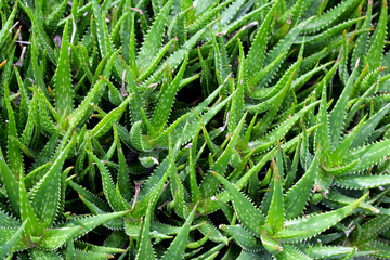 Fototapeta premium Aloe Vera plant fresh green leaves