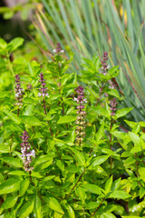 Sweet basil with lemongrass  in herb garden