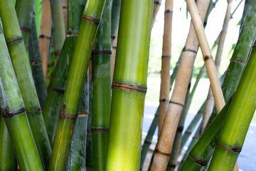 Obraz premium Fresh green bamboo tree in the garden