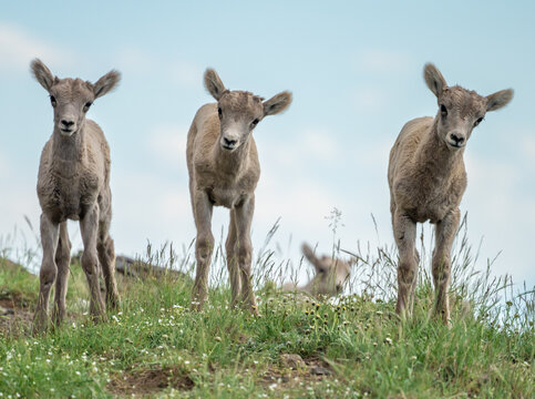รูปภาพWashburn เลือกดูภาพถ่ายสต็อก เวกเตอร์ และวิดีโอ616 Adobe Stock