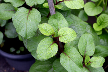 Ceylon spinach or basella rubra linn