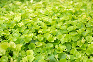 Obraz premium Gotu Kola herb plant in the garden