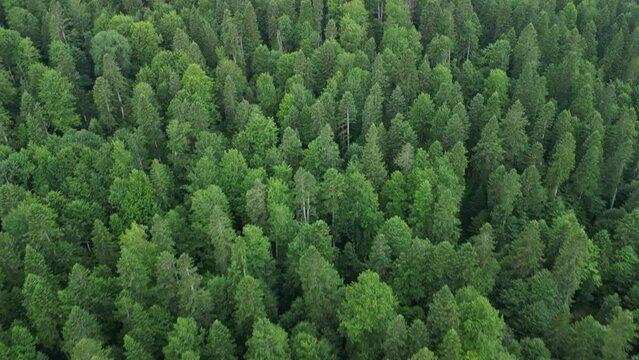 Drone flies over a green Carpathian forest with a view of the Bucegi National Park. Busteni, Prahova, Romania.