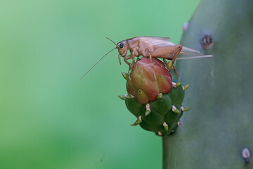 A field cricket is eating a prickly pear cactus flower. This insect has the scientific name Gryllus campestris. © I Wayan Sumatika