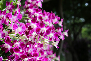 Beautiful purple orchid flowers. Flower background.